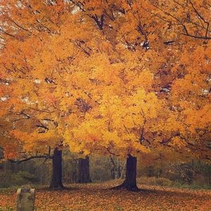 Meet your Posher, Madposh